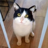 Rescue cat Bailey, at Cat House Rescue (The), Bradford, needs a new home