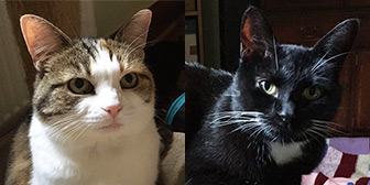 Rescue cats Bella and Mittens from Felines 1st, Crawley, Surrey, West Sussex & East Sussex, need a home