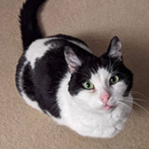 Rescue cat Betsy from Band of Rescuers North Yorkshire, York, North Yorkshire, needs a home