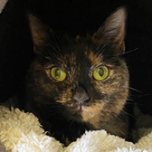 Rescue cat Betsy from Leicester Animal Aid, Leicester, Leicestershire, needs a home