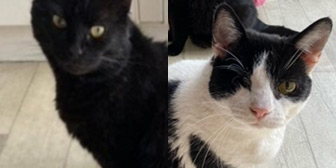 Rescue cats Blob and Princess from Little Cottage Rescue, Luton, Hertfordshire, Buckinghamshire & Bedfordshire, need a home