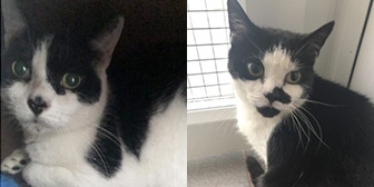 Rescue cats Bob and Percy from Animals in Need, Northampton, Northamptonshire, need a home