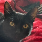 Rescue Cat Bonny, RSPCA - Cheshire (Altrincham). needs a home