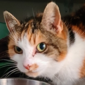 Rescue Cat Calico from Cats Protection Horsham and District, West Sussex, needs a home