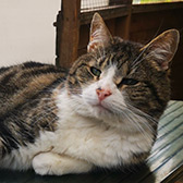 Rescue cat Chicco from Pawprints Cat Rescue, Bradford, West Yorkshire, needs a home