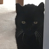 Rescue cat Chunky from Springfield Animal Rescue, Chelmsford, Essex, needs a home