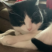 Rescue cat Cole from Cats Protection - Trafford, Manchester, Cheshire, Lancashire, needs a home