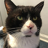 Rescue cat Cole from Mayhew, Brent, East London, West London, needs a home