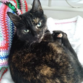 Rescue cat Cookie from Cats Protection - Glasgow, needs home