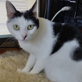 Rescue cat Courtney from Cat & Kitten Rescue, Watford, needs home