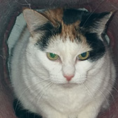 Rescue Cat Dakota from Cat Action Trust, Ayrshire, Kilmarnock, East Ayrshire, Glasgow, North Ayrshire, South Ayrshire, needs a home