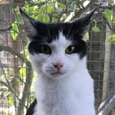 Rescue cat Darcey from Marjorie Nash Cat Rescue, Amersham, Buckinghamshire, needs a home