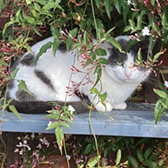 Rescue cat Dottie from Cats Better East London, Stratford, East London, needs a home