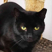 Rescue cat Elmo from Ren's Rescue, Hull, East Yorkshire, needs a home