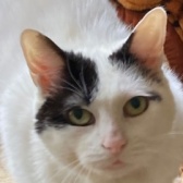 Rescue Cat Fleur, RSPCA - Surrey, Woking & District, Woking. needs a home