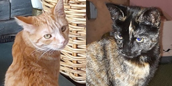 Rescue cats Fork and Spoon from Canny Cats Rescue, Newcastle, Northumberland, Tyne & Wear, need a home