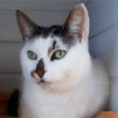 Rescue cat Froogle from Four Paws Cat Rescue, Oxford, Oxfordshire, Buckinghamshire, needs a home