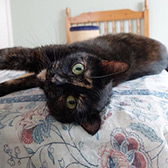 Rescue cat Gypsy from Cats Protection - Trafford, Manchester, Cheshire, Lancashire, needs a home