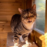 Rescue cat Harvey from Cat House Rescue (The), Bradford, needs home