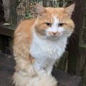 Rescue cat Henry from Pawz for Thought, Sunderland, Northumberland, Tyne and Wear, Durham, needs a home