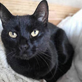 Rescue cat Janetta from Country Hill Animal Shelter, Kingsbridge, Devon, needs a home