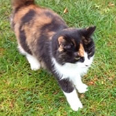 Rescue Cat Jessie from BJ Cat Rescue (working with North Notts Cat Rescue), Nottingham, Nottinghamshire, needs a home