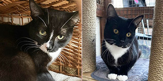 Rescue cats Jitterbug and Ali from Fur and Feathers Animal Sanctuary, Wythall, Worcestershire, West Midlands, need a home
