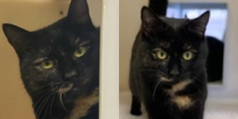 Rescue Cats Kimmy & Sammy, Cool for Cats Rehoming,,  Newton Abbot. needs a home