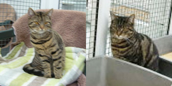 Rescue cats Kit and Kat from Thanet Cat Club, Broadstairs, East Kent, need a home