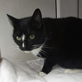 Rescue cat Lexi from Thanet Cat Club, Broadstairs, East Kent, needs a home