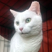 Rescue cat Lily, at Cat Aid Team - Feral Friends, Hinckley, needs a new home