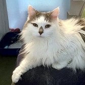 Rescue cat Lucy, at Mayhew, Brent, needs a new home