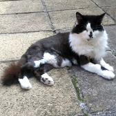 Rescue cat Lulu from Feline Friends London, Hackney, needs home