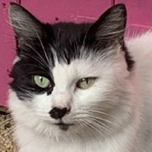 Rescue Cat Mabel from Maesteg Animal Welfare Society, Bridgend, needs a home