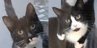 Rescue cats Mario and Luigi from Carla Lane Animals In Need, Liverpool, Lancashire, Merseyside, need a home