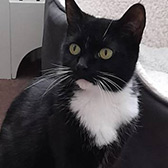 Rescue cat Mary from Cats In Crisis - Thanet, Margate, East Kent, needs a home