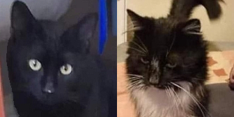 Rescue Cats Midnight and Clyde from CRG, Animal Rescue, Leicester, need a home