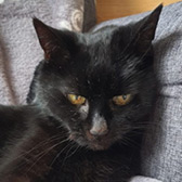 Rescue cat Millie from Whinnybank Cat Sanctuary, Newburgh, Fife, Tayside, needs a home