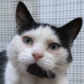 Rescue Cat Mina from All Cats Rescue, Southampton, needs a home