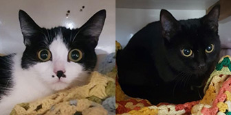 Rescue cats Moggy and Moo from Wonky Pets Rescue, Northampton, Derbyshire, Northamptonshire, Warwickshire, West Midlands, need a home
