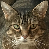 Rescue Cat Mr Gentle from Willows Cat Adoption Centre, South Shields, needs a home