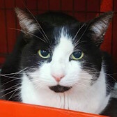 Rescue Cat Mr Trot from Silk Cat Rescue, Macclesfield, Cheshire, needs a home