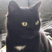 Rescue Cat Ollie, from Cat Ching, Sheffield, needs a home