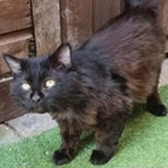 Rescue Cat Pablo from BJ Cat Rescue (working with North Notts Cat Rescue), Nottingham, Nottinghamshire, needs a home