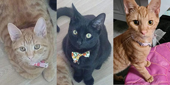 Rescue cats Paris, Kisses and Lily from ARC - The Ashmore Rescue for Cats, Wolverhampton, West Midlands, need a home