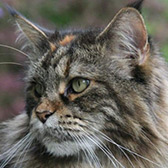 Rescue Maine Coon cat Parker from Street Animals & Pix ’n’ Mix Pedigree Rescue, Islington, East London, West London, needs a home