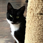  Rescue Cat Phoebe from RSPCA Cheshire, Lancashire, needs a home