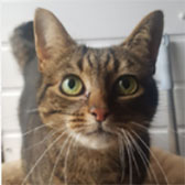 Rescue cat Pickle from Four Paws Cat Rescue, Oxford, Oxfordshire, Buckinghamshire, needs a home
