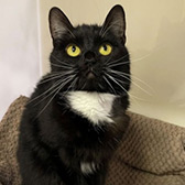 Rescue cat Pippa from Leicester Animal Aid, Leicester, Leicestershire, needs a home
