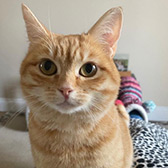 Rescue cat Pixie from Cat Action Trust - West Wales, Carmarthen, Carmarthenshire, Pembrokeshire, Ceredigion, Wales, needs a home
